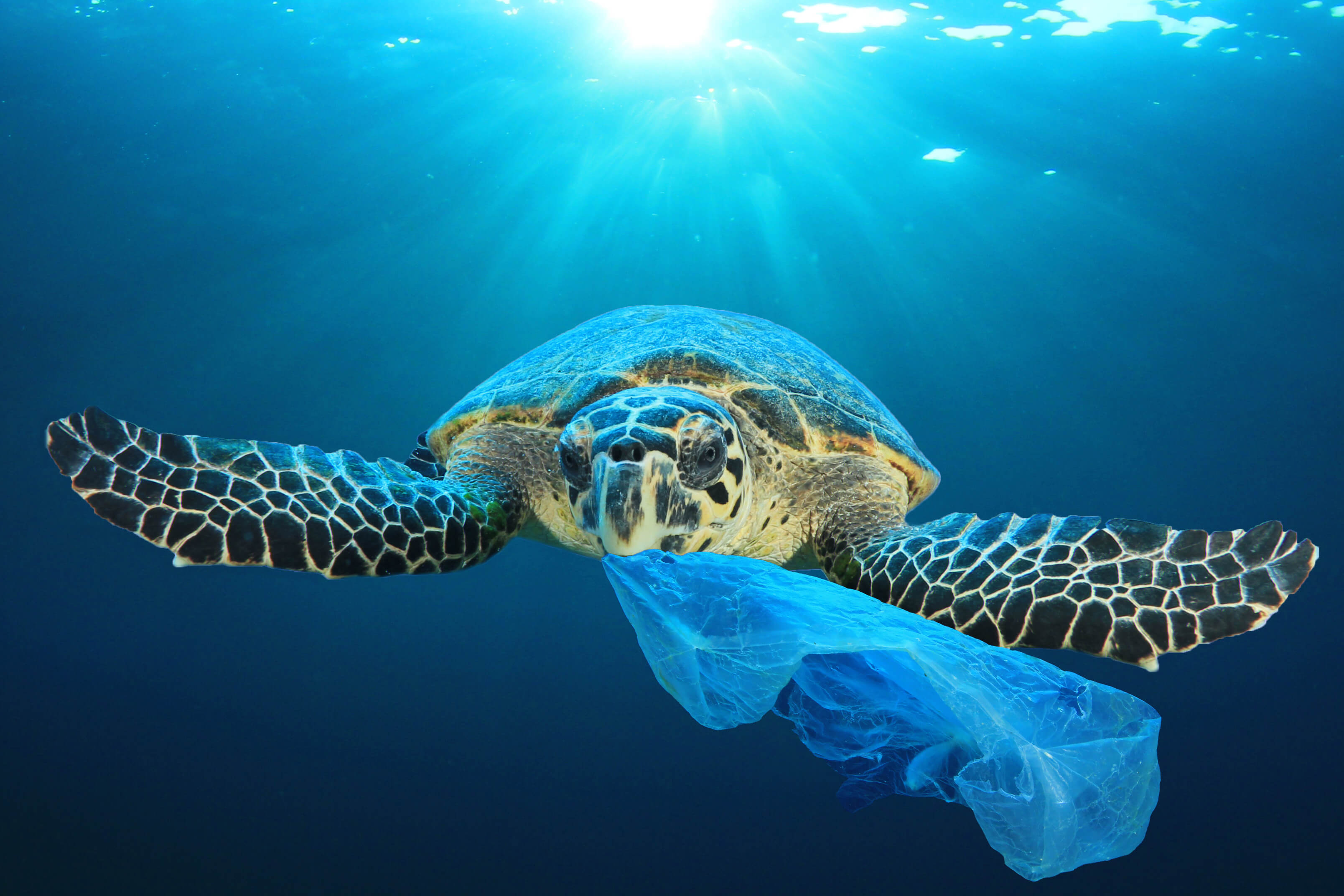 Marine Waste Turtle Eating Plastic