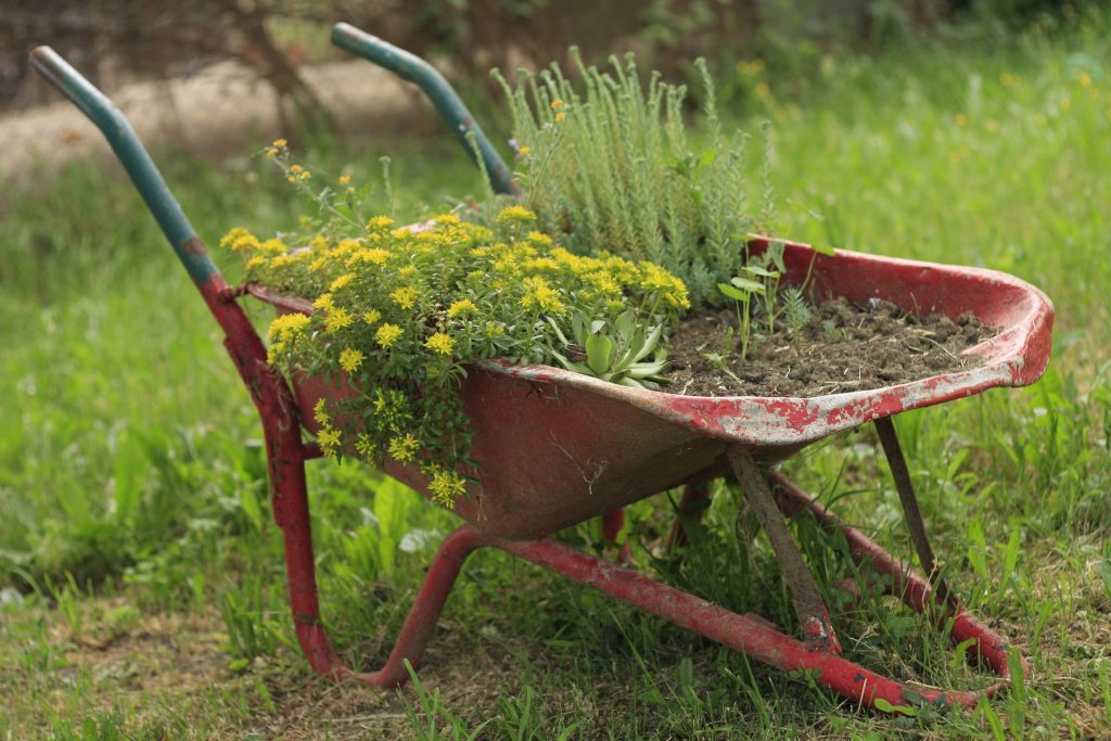 flowers growing in a wheel barrow