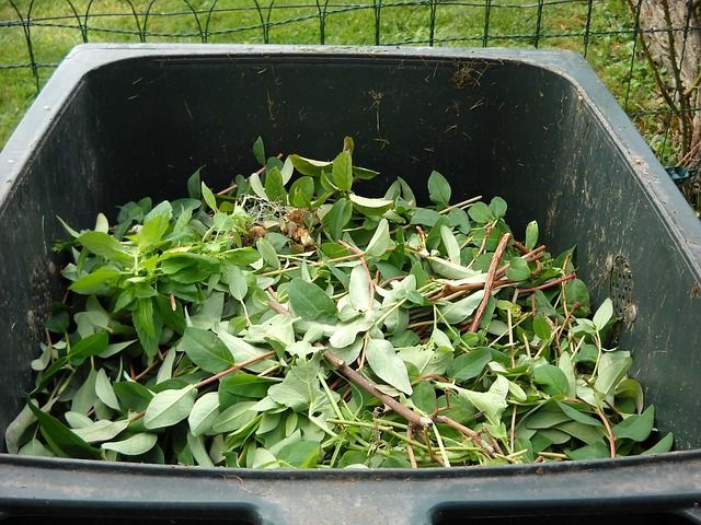 Pile of leaves in wheelbarrow